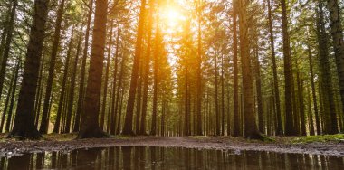 Baharda sessiz bir orman, güzel parlak güneş ışınları - gezinti tutkusu
