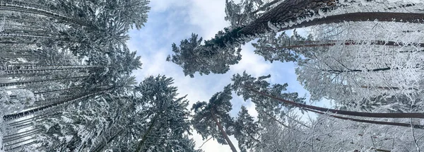 Pohádková Wintrerova Krajina Zasněžený Strom Lese Klidného Dne Surrealistické Zobrazení — Stock fotografie