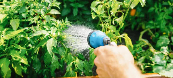 Unrecognisable Man Watering Flower Bed Using Watering Can Gardening Hobby — Stock Photo, Image