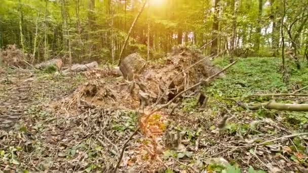 Уничтоженный лес — стоковое видео