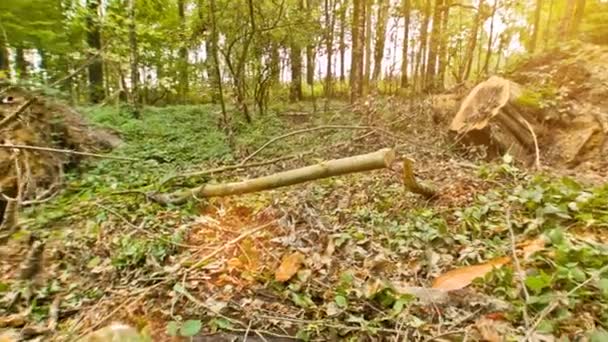 tempête forêt détruite 