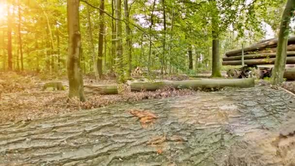 Houten vrachtwagen pikt grote houten onderdelen — Stockvideo