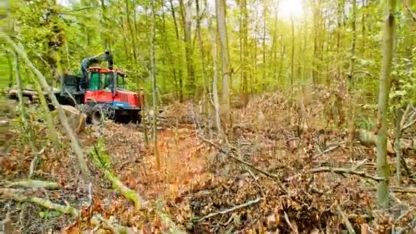 Camion di legno raccoglie grandi parti in legno — Video Stock