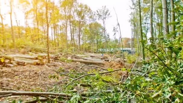 tempête forêt détruite 