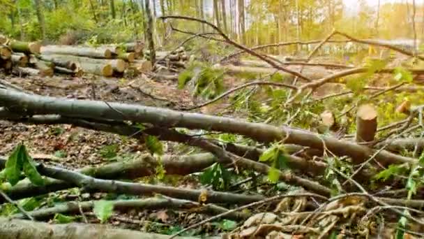 tempête forêt détruite 