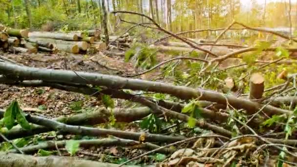 Storm förstörde skogen — Stockvideo