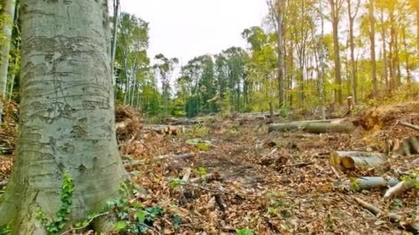 tempête forêt détruite 