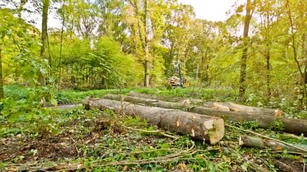 Trä lastbil plockar upp stora delar trä — Stockvideo