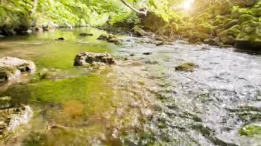 Ormandaki dağ deresi