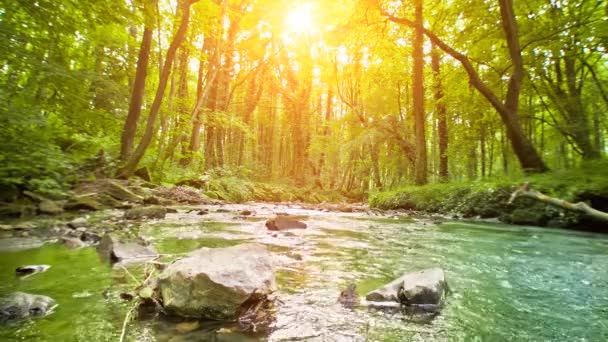 Ruisseau de montagne dans la forêt — Video