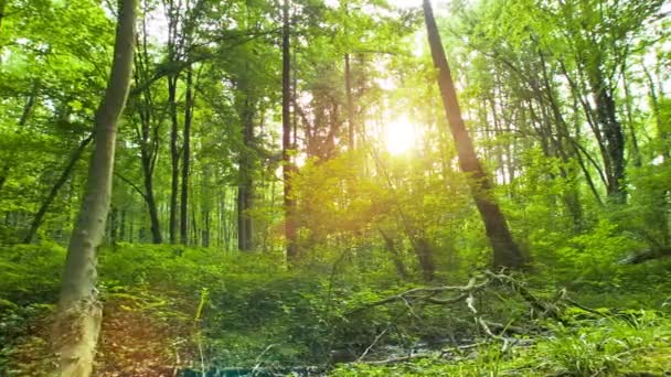 Le soleil traverse les arbres 