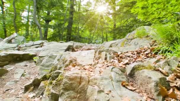 Le soleil traverse les arbres — Video