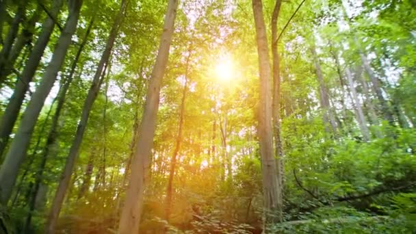 Słońce, przedzierając się przez drzewa — Wideo stockowe