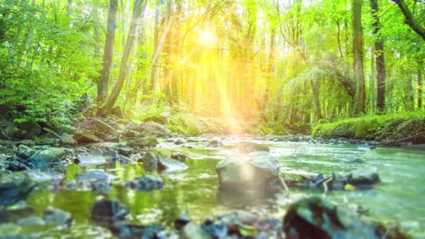 Ruhiger Fluss, der durch einen tropischen Wald fließt — Stockvideo