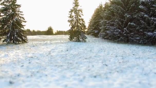 Silencioso paisaje de bosque en invierno nieve — Vídeos de Stock