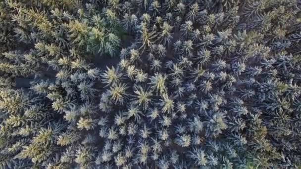 Silencioso paisaje de bosque en invierno nieve — Vídeos de Stock