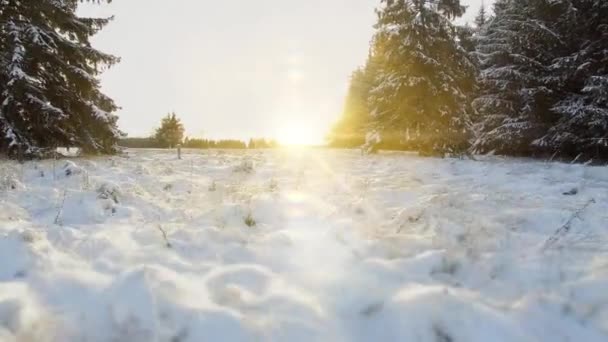 Tiché Lesní krajina v zimě sníh — Stock video