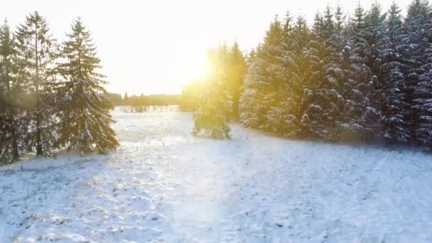 Paisagem forrest silenciosa no inverno da neve — Vídeo de Stock