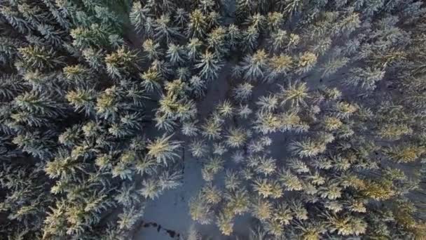 Silencioso paisaje de bosque en invierno nieve — Vídeos de Stock