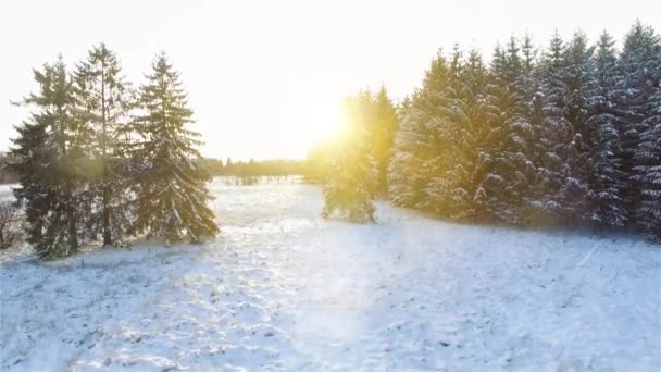 Silencioso paisaje de bosque en invierno nieve — Vídeo de stock