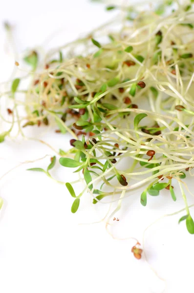 Fresh green alfalfa sprouts — Stock Photo, Image