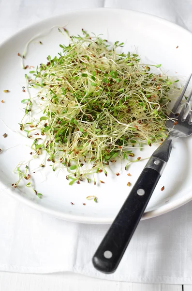 Brotes de alfalfa verde fresca — Foto de Stock