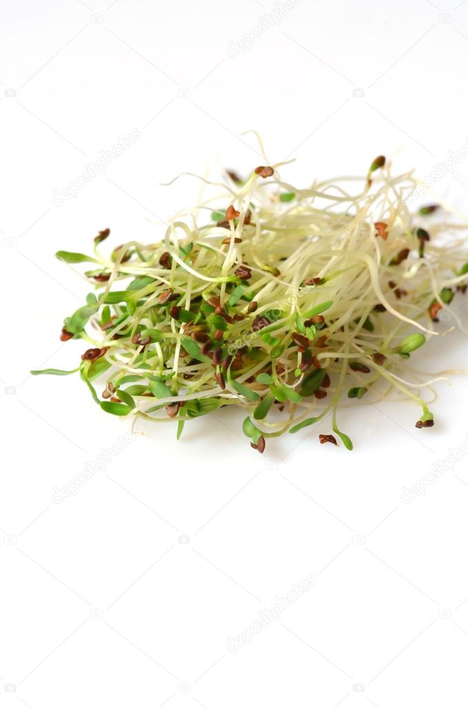 Fresh green alfalfa sprouts 