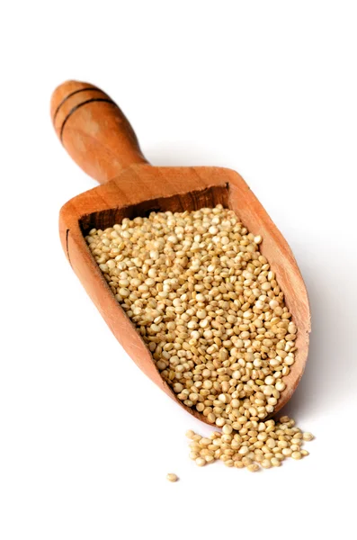 Graines de quinoa blanc — Photo