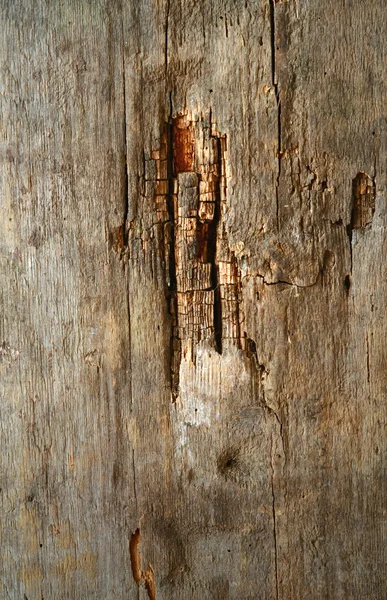 Texture in legno con motivo naturale — Foto Stock