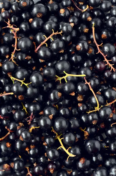 Bayas de grosella negra — Foto de Stock