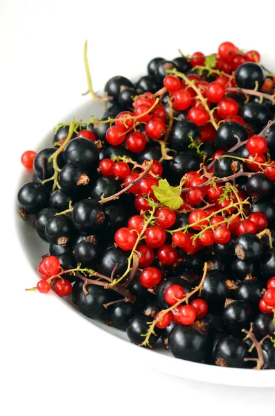Black and red currant berries — Stock Photo, Image