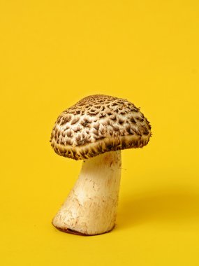 Tek yabani mantar