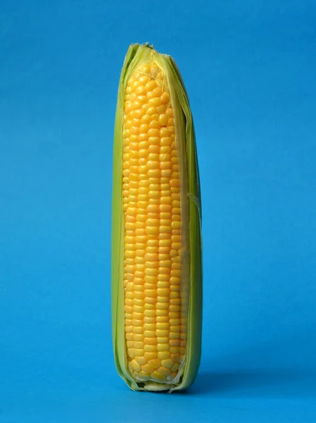 Espiga única de milho — Fotografia de Stock