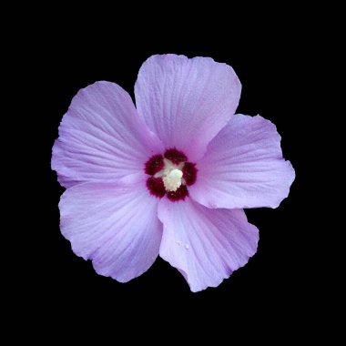 İzole edilmiş siyah arkaplanda çiçekleri kes