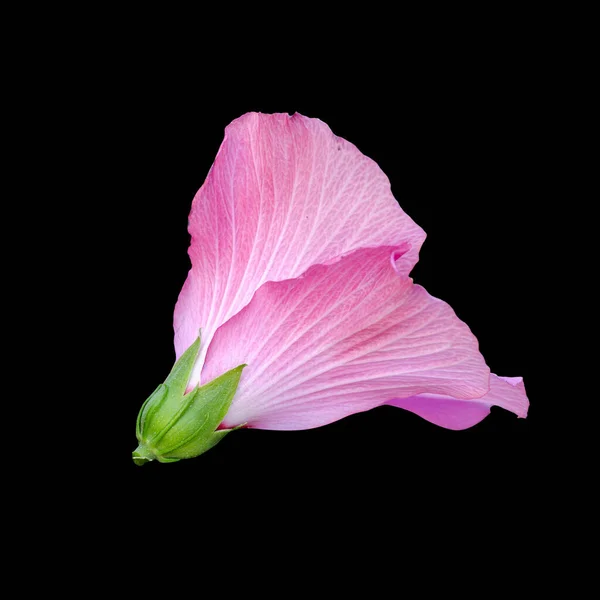 Cut Out Flower Isolated Black Background — Stock Photo, Image