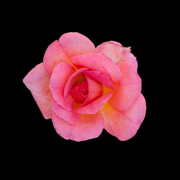 Cut Out Flower Isolated Black Background — Stock Photo, Image