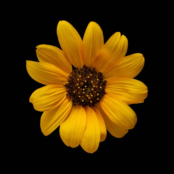 Cut out flower on isolated black background