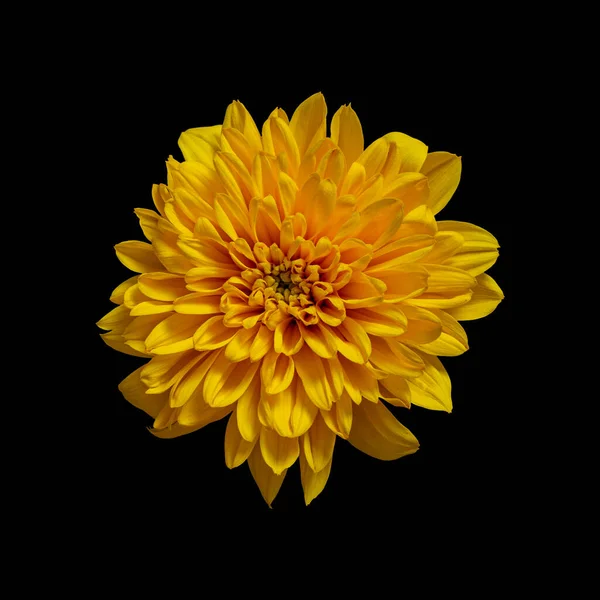 Vystřihnout Květinu Izolovaném Černém Pozadí — Stock fotografie