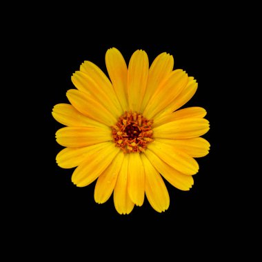 İzole edilmiş siyah arkaplanda çiçekleri kes