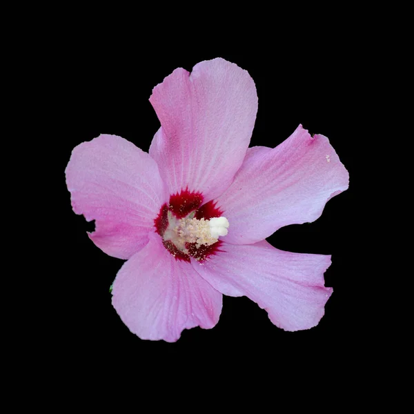 ดดอกไม บนพ นหล โดดเด — ภาพถ่ายสต็อก