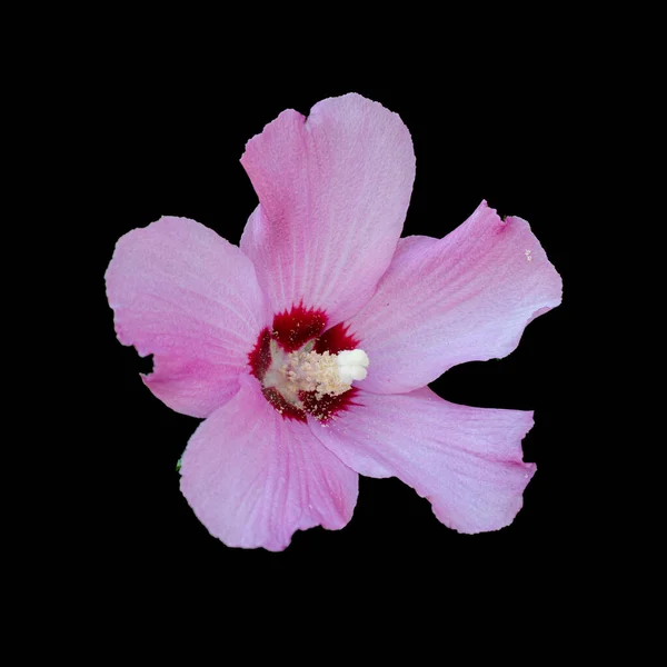 Cut Out Flower Isolated Black Background — Stock Photo, Image