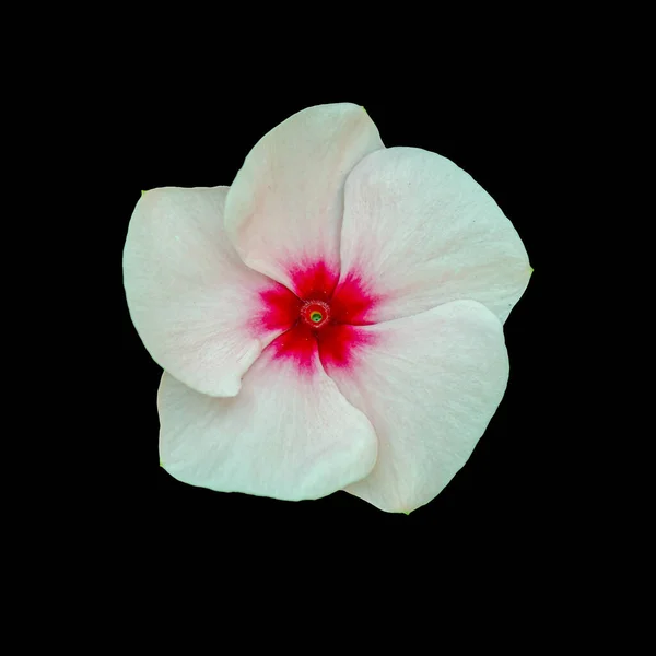 Cortar Flor Sobre Fondo Negro Aislado — Foto de Stock