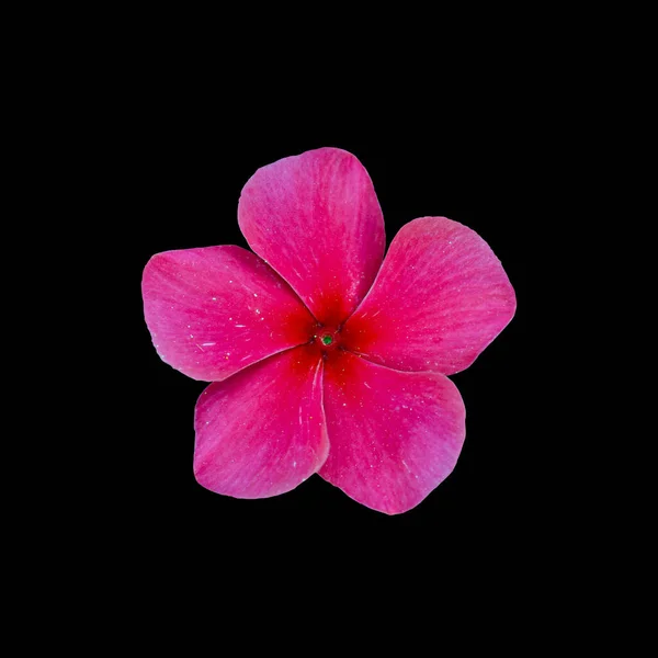 Cut Out Flower Isolated Black Background — Stock Photo, Image