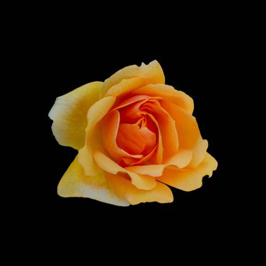 İzole edilmiş siyah arkaplanda çiçekleri kes