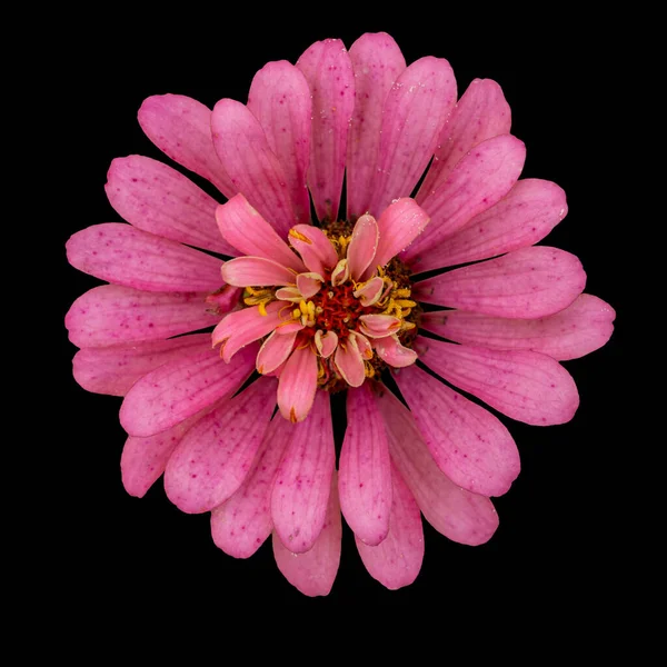 Vágja Virág Izolált Fekete Háttér — Stock Fotó