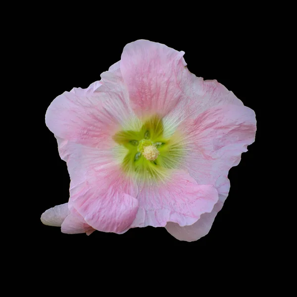 Cut Out Flower Isolated Black Background — Stock Photo, Image