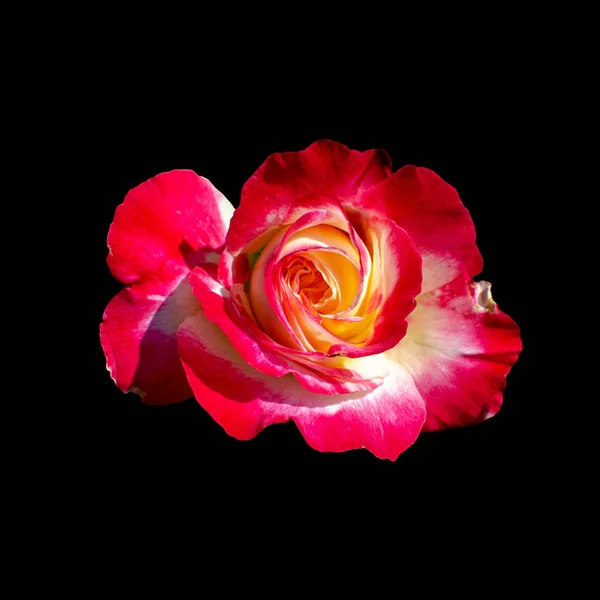 Cut Out Flower Isolated Black Background Clipping Path — Stock Photo, Image