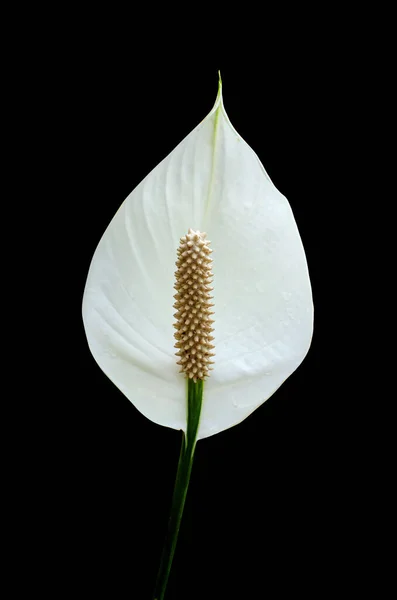 Κόψτε Λουλούδι Απομονωμένο Μαύρο Φόντο Μονοπάτι Ψαλίδισμα — Φωτογραφία Αρχείου