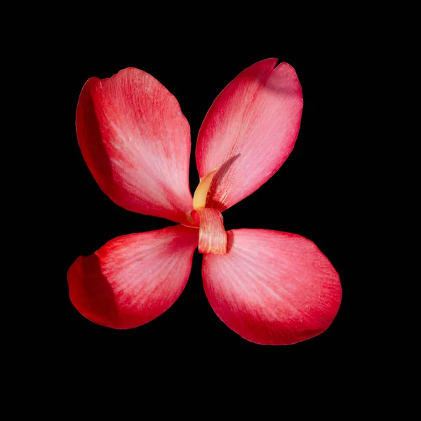 Cut Out Flower Isolated Black Background Clipping Path — Stock Photo, Image