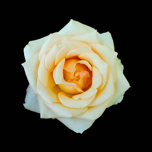 Tagliare Fiore Sfondo Nero Isolato Con Percorso Ritaglio — Foto Stock